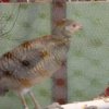 IMG_0924
